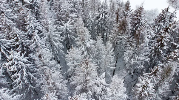 Skog Vintern Vackra Siegerland Hjärtat Tyskland — Stockfoto