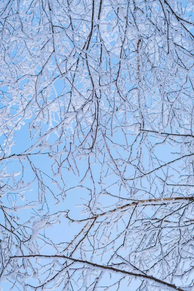 Ramos Bétula Cobertos Com Geada Branca Contra Céu Azul Inverno — Fotografia de Stock