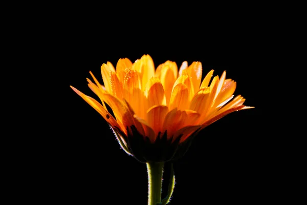 Gros Plan Une Fleur Calendula Orange Dans Obscurité — Photo