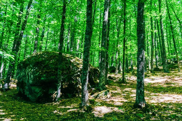 Ένα Κοντινό Πλάνο Από Ένα Δάσος Καστανιάς Στο Tiemblo Στην — Φωτογραφία Αρχείου