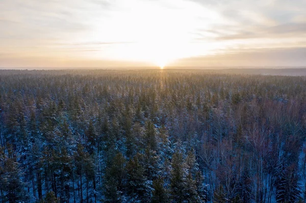 空中拍摄白雪覆盖的针叶林 — 图库照片