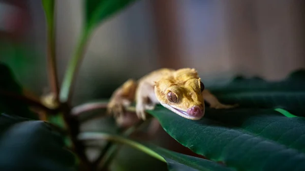 Zbliżenie Ujęcia Słodkiego Żółtego Zjadacza Bananów Rzadki Gatunek Gekona Terrarium — Zdjęcie stockowe