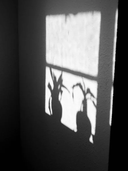 墙头窗边植物影子的垂直镜头 — 图库照片