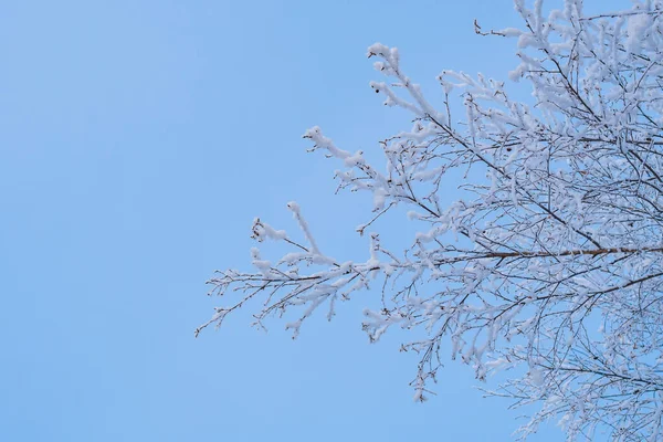 Mavi Kış Göğüne Karşı Beyaz Buzla Kaplanmış Huş Dalları — Stok fotoğraf