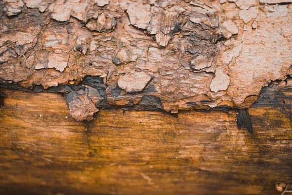 Närbild Slitna Texturerna Träyta — Stockfoto