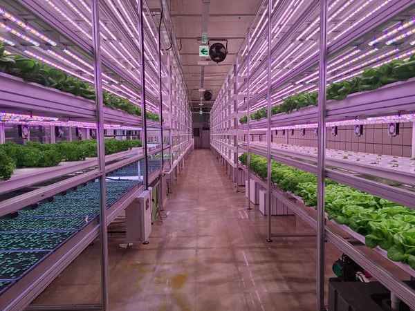 Plants on vertical farms grow with led lights. Vertical farming is sustainable agriculture for future food and used for plant vaccine.