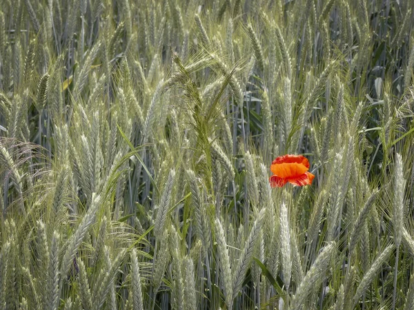 Close Uma Maravilhosa Tulipa Vermelha Campo Trigo — Fotografia de Stock