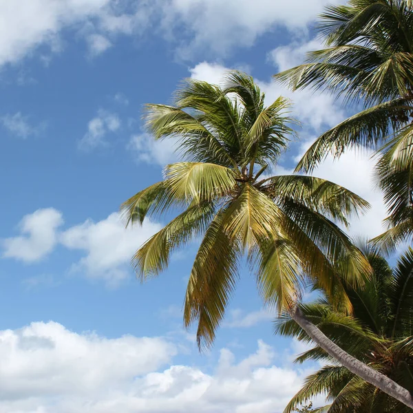 Hermoso Tiro Palmeras Isla Saona Caribe —  Fotos de Stock