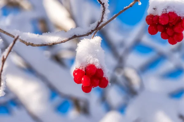 Tiro Foco Seletivo Vermelho Rowan Viburnum Coberto Com Neve — Fotografia de Stock