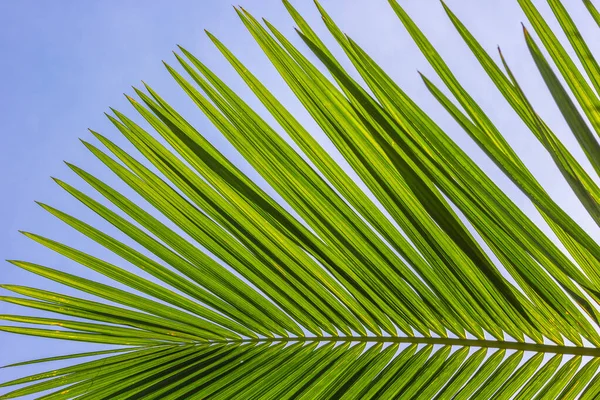 Eine Nahaufnahme Eines Palmblattes — Stockfoto