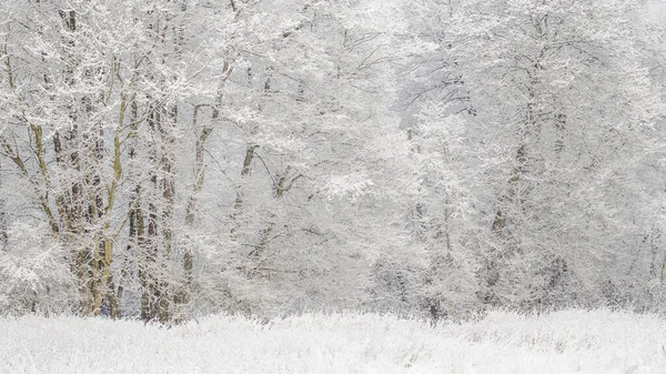 Tiro Hipnotizante Uma Bela Paisagem Inverno Com Árvores Cobertas Neve — Fotografia de Stock