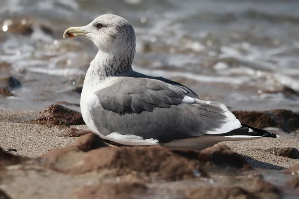 Gros Plan Une Mouette Sur Plage — Photo