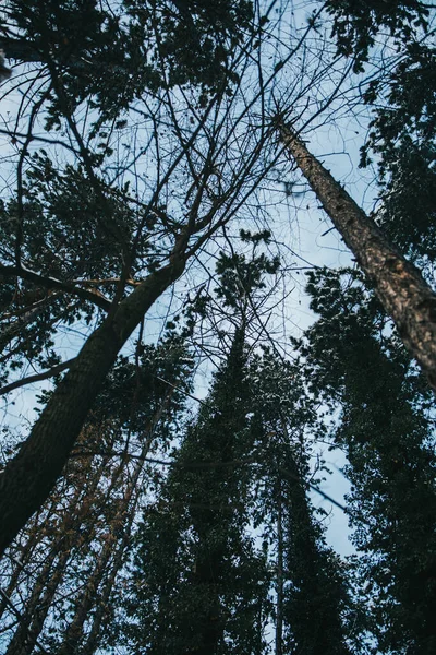 Plan Vertical Faible Angle Grands Arbres Dans Une Forêt — Photo