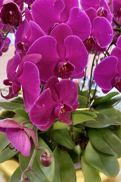 Tiro Vertical Flores Roxas Florescendo Orchid Jardim — Fotografia de Stock