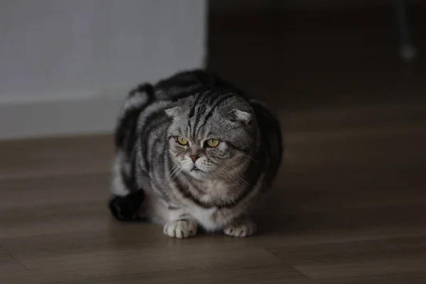 Вид Серого Домашнего Кота Сидящего Полу — стоковое фото