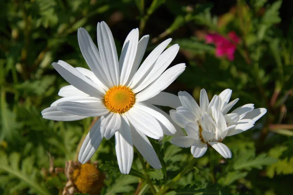 Une Mise Point Sélective Belles Fleurs Dasiy Capturées Dans Jardin — Photo
