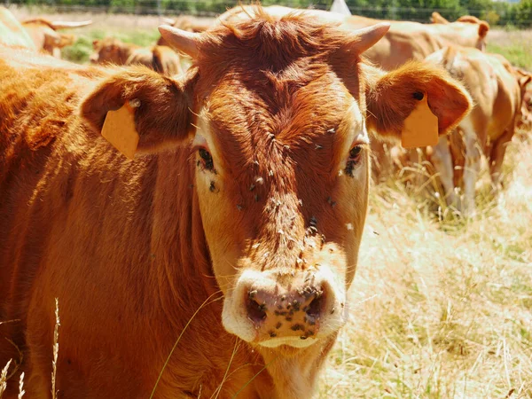 背景がぼんやりしている農場でハエに感染した牛の顔 — ストック写真