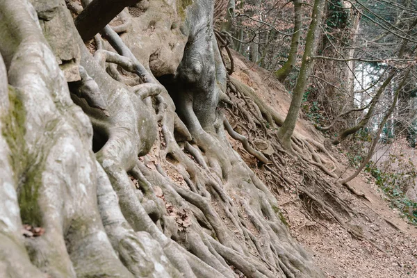 地面に前方に生えているエキゾチックな木の根 — ストック写真