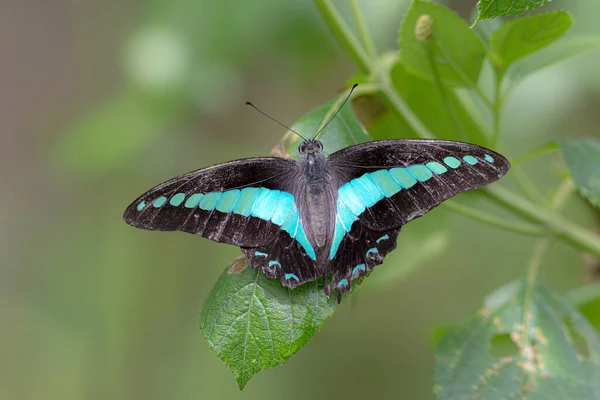 Primo Piano Una Bella Farfalla Appollaiata Una Foglia Con Uno — Foto Stock