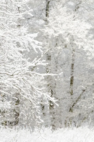 Eine Faszinierende Aufnahme Einer Wunderschönen Winterlandschaft Mit Schneebedeckten Bäumen — Stockfoto