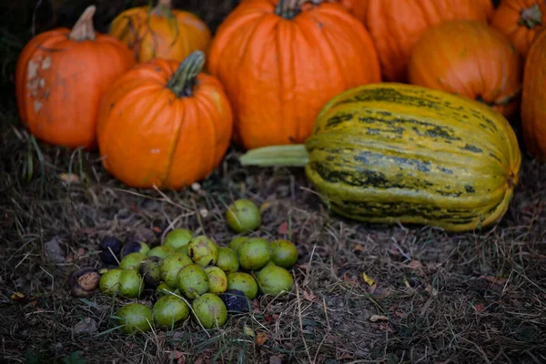 Färgglada Färska Råa Squash Pumpor Marken — Stockfoto