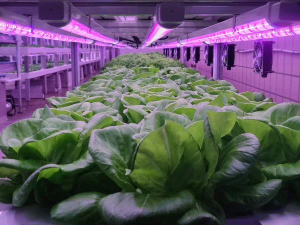 Plants on vertical farms grow with led lights. Vertical farming is sustainable agriculture for future food and used for plant vaccine.