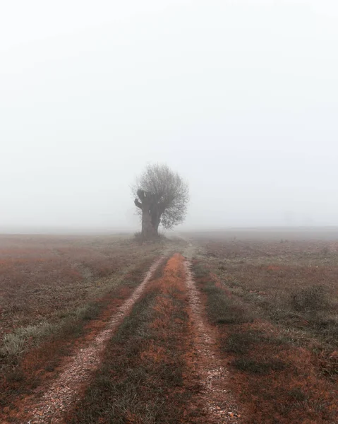 Шлях Веде Самотнього Осіннього Дерева Тумані — стокове фото