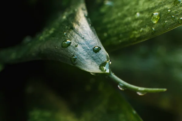 Primer Plano Una Planta Hoja Verde Con Gotas Agua Dulce — Foto de Stock