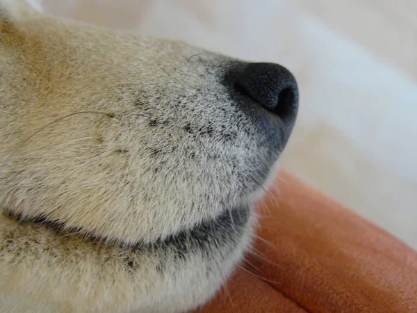 Closeup Shot Nose Shiba Inu Dog Blurred Background — Stock Photo, Image