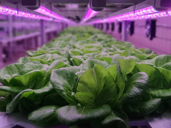 Rośliny Pionowych Farmach Rosną Światłami Led Rolnictwo Pionowe Zrównoważone Rolnictwo — Zdjęcie stockowe