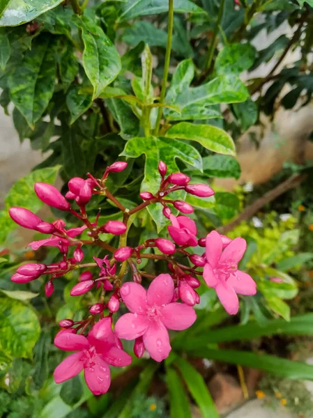 Вертикальний Знімок Нещодавно Квітучих Рожевих Квітів Рослині Зеленим Листям Зовні — стокове фото