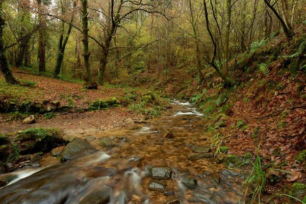 Una Bella Foto Paesaggio Forestale Galizia Spagna — Foto Stock