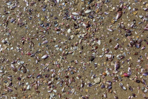 Een Close Shot Van Strand Zand Met Schelpen — Stockfoto