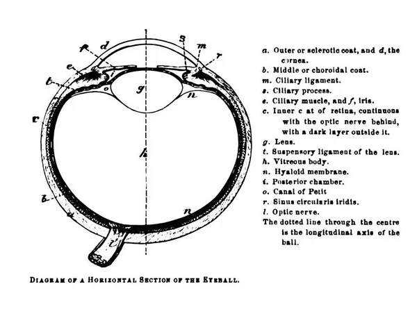 Una Sección Horizontal Del Globo Ocular Viejo Libro Texto Anatomía —  Fotos de Stock