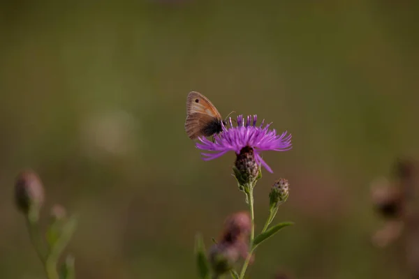 Коричневая Бабочка Фиолетовом Чертополохе — стоковое фото