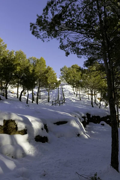 Plano Vertical Una Montaña Con Árboles Cubiertos Nieve — Foto de Stock