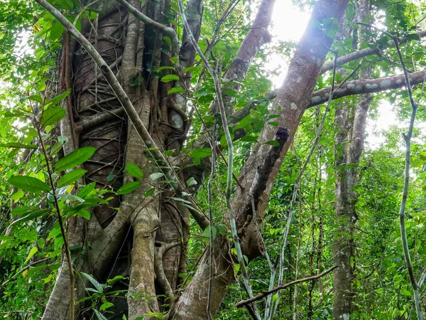 Een Prachtig Shot Van Groene Bomen Een Bos Een Zonnige — Stockfoto