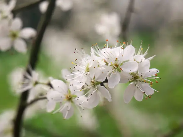 벚꽃의 — 스톡 사진