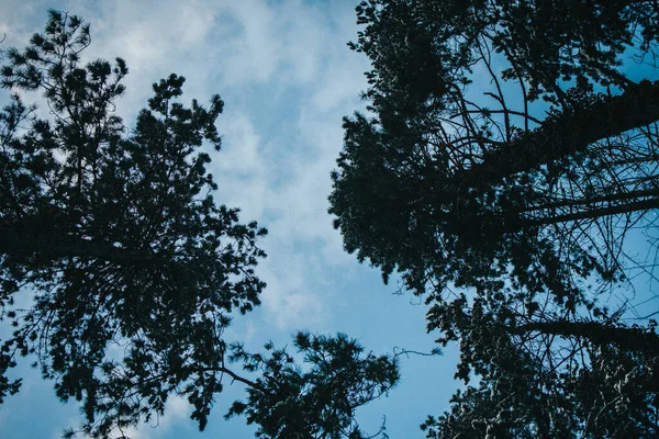 Tiro Ángulo Bajo Árboles Altos Bosque Contra Cielo Azul —  Fotos de Stock
