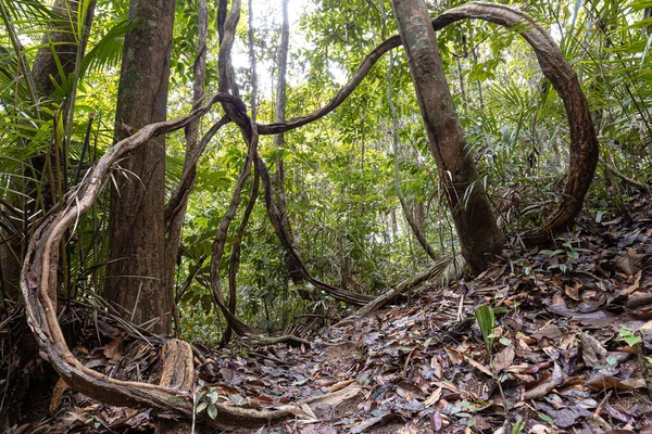 Uma Árvore Com Longas Raízes Flexão Uma Floresta Tropical — Fotografia de Stock