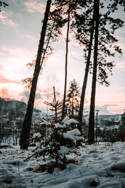 在雪地的森林里 一株高大的树和一棵松树的垂直拍 — 图库照片