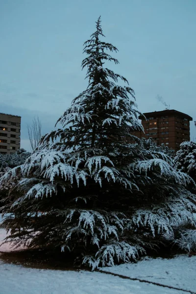 Plano Vertical Abeto Cubierto Nieve Con Edificios Fondo — Foto de Stock