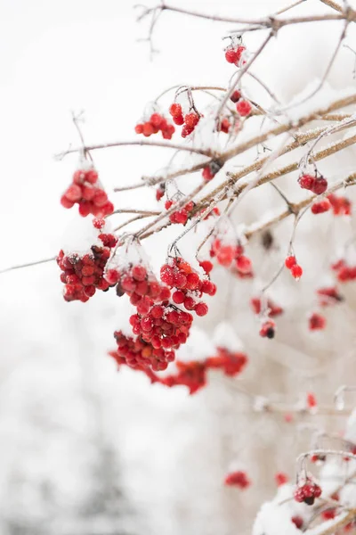 Mise Point Sélective Verticale Baies Rouges Sur Les Branches Arbre — Photo