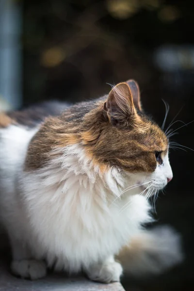 Vertikální Záběr Kočky Rozzuřeným Výrazem Tváři Sedadle Balkóně — Stock fotografie