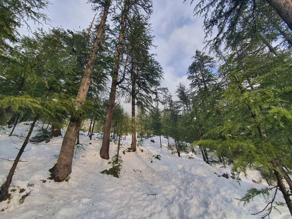 Gros Plan Des Fortes Chutes Neige Cachemire Rendu Toute Vallée — Photo