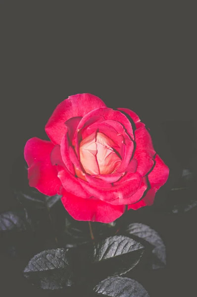 黒を背景に赤いバラの美しいショット 壁紙に最適 — ストック写真