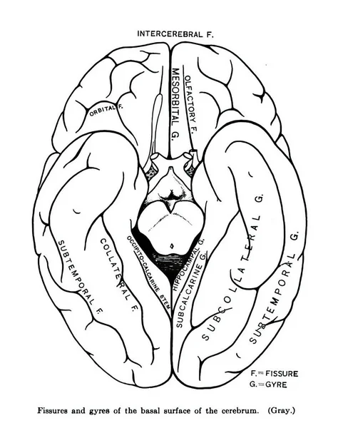 解剖学课本中大脑最上部的基底面 — 图库照片