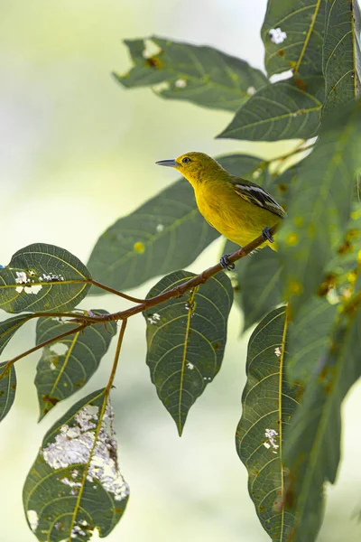 Eine Vertikale Aufnahme Eines Gelben Exotischen Vogels Auf Einem Grünen — Stockfoto
