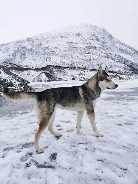 Disparo Vertical Perro Husky Pie Sobre Nieve Paisaje Invierno Isla —  Fotos de Stock