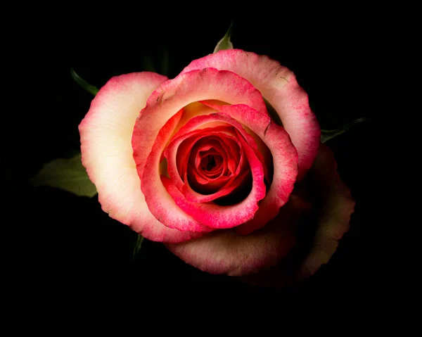 一张漂亮的粉色玫瑰头的特写照片 — 图库照片#